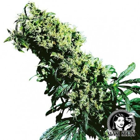 NL5 x Haze de Sensi Seeds feminizado - GB The Green Brand