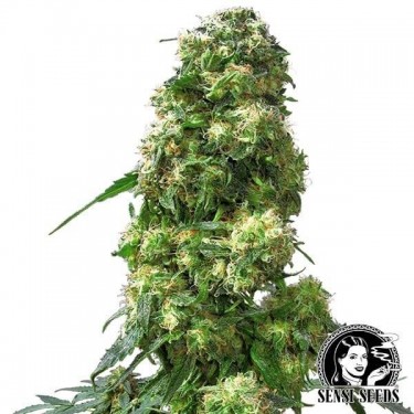Early Skunk de Sensi Seeds - GB The Green Brand