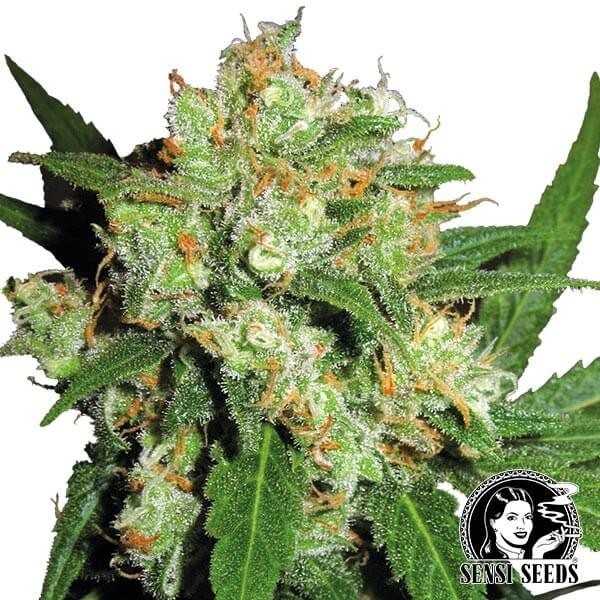 View Sensi Skunk feminizado Sensi Sementes - GB The Green Brand