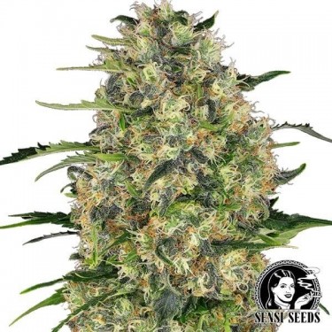 Black Domina Sensi Sementes 100% Feminizada - GB The Green Brand