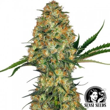 Hindu Kush Sensi Seeds | Semente feminizada 100% Índica