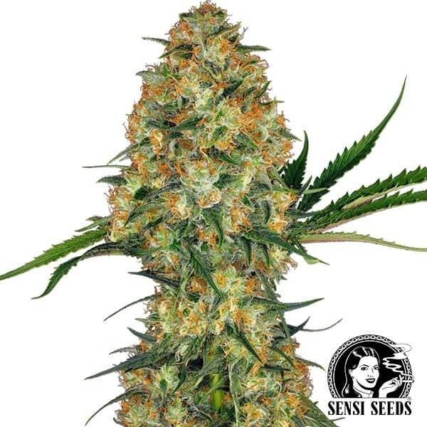 View Hindu Kush Sensi Seeds | Semente feminizada 100% Índica