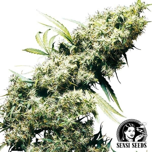 View Jamaicano Perl feminizado de Sensi Seeds - GB The Green Brand