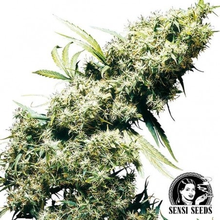 Jamaicano Perl feminizado de Sensi Seeds - GB The Green Brand