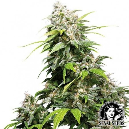 California Indica Feminizada Sensi Seeds - GB The Green Brand