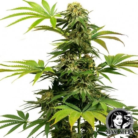 Black Harlequin de Sensi Sementes ricos em CBD - GB The Green Brand