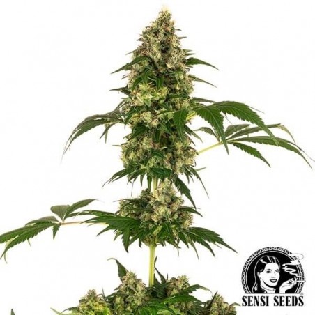 Cobalt Haze variedade de Sensi Seeds - GB The Green Brand