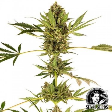 Himalaia CBD variedade de Sensi Seeds - GB The Green Brand