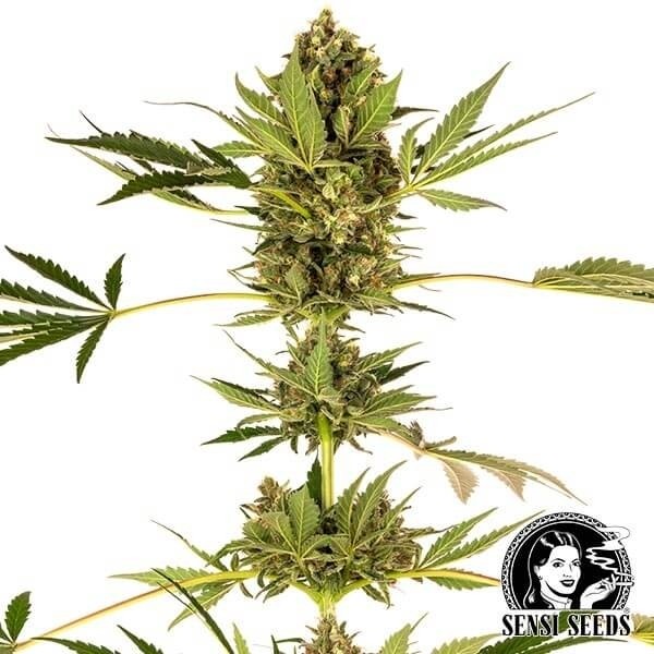 View Himalaia CBD variedade de Sensi Seeds - GB The Green Brand