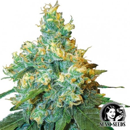 Jack Herer Regulares de Sensi Seeds - GB The Green Brand