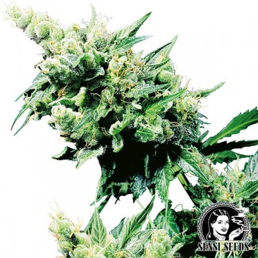 Hash Plant Δ Comprar Sementes Marihuana - GB The Green Brand