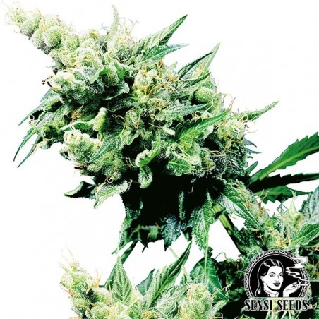 Hash Plant Δ Comprar Sementes Marihuana - GB The Green Brand