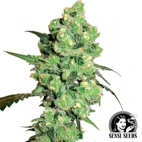 Super Skunk Regular sementes Sensi Seeds - GB The Green Brand