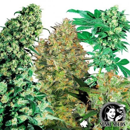 Indoor Mix regular