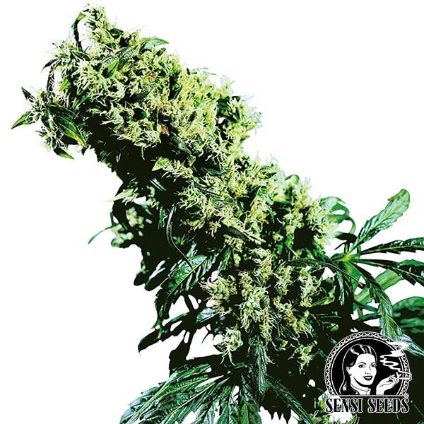 View Northern Lights 5 x Haze Regular Sensi Seeds - GB The Green Brand