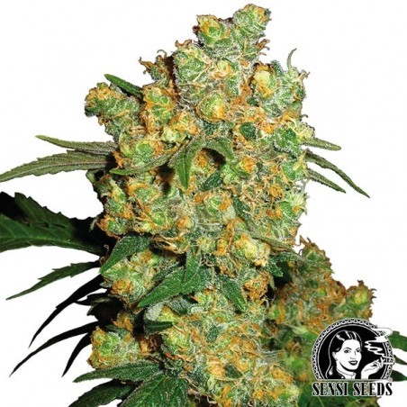 Sementes regulares Big Bud da Sensi Seeds - Grow Barato