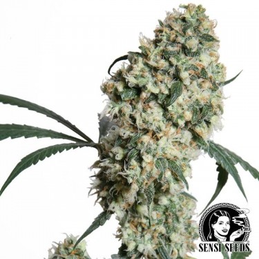 Ed Rosenthal Super Bud Regular de Sensi Seeds - GB The Green Brand