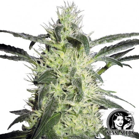Prata Haze® Regular por Sensi Seeds - GB The Green Brand