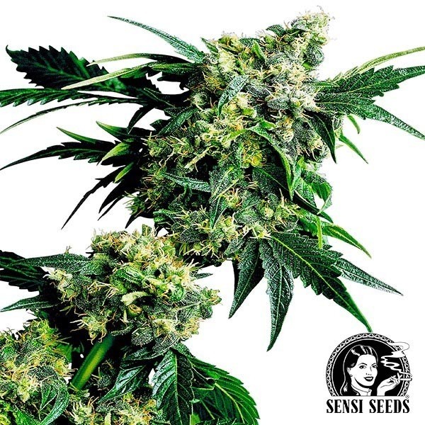 View Mr.Nice G13 x Hash Plant Regular Sensi Seeds - GB The Green Brand