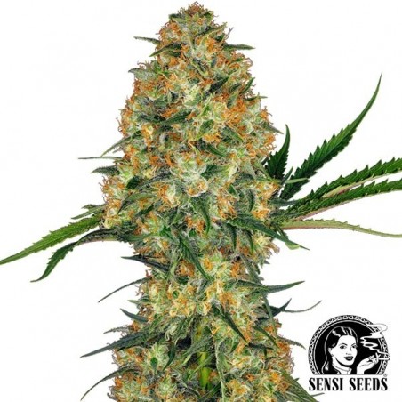 Hindu Kush Regulares de Sensi Seeds - GB The Green Brand