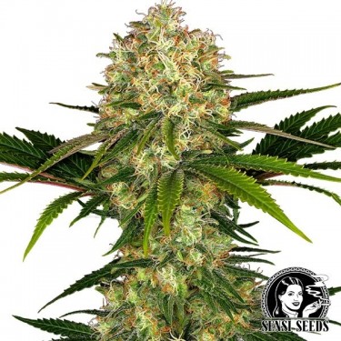 Afghani #1 Regulares de Sensi Seeds - GB The Green Brand