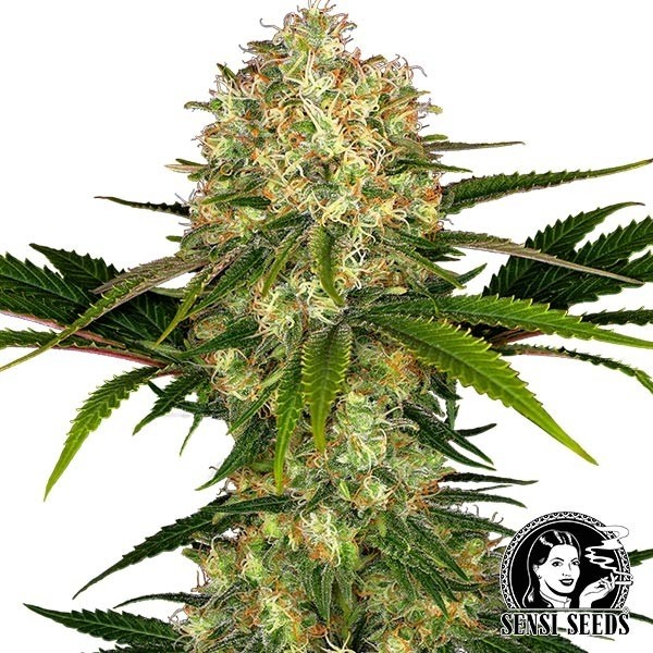 View Afghani #1 Regulares de Sensi Seeds - GB The Green Brand