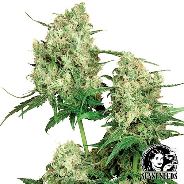 View Maple Leaf Indica Regulares por Sensi Seeds - GB The Green Brand