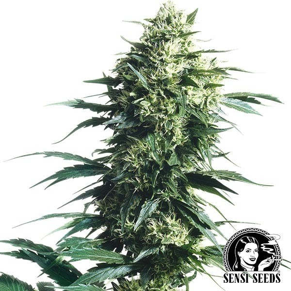 View Mother's Finest Regular de Sensi Seeds - GB The Green Brand