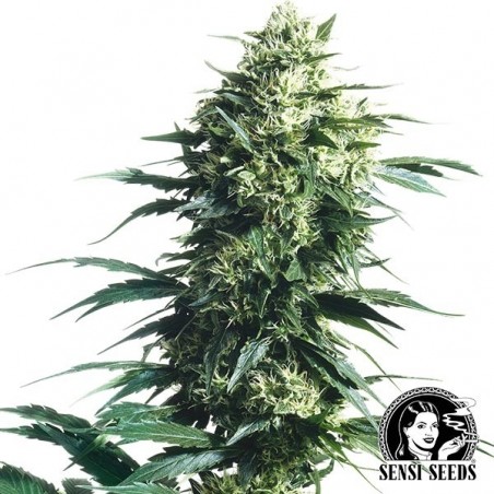 Mother's Finest Regular de Sensi Seeds - GB The Green Brand
