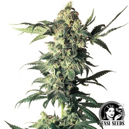 Northern Lights Regular de Sensi Seeds - GB The Green Brand
