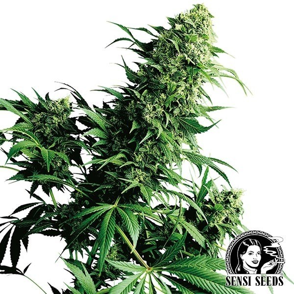 View Shiva Shanti II Regular de Sensi Sementes - GB The Green Brand