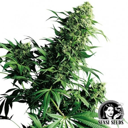 Shiva Shanti II Regular de Sensi Sementes - GB The Green Brand
