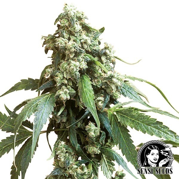 Jack Flash Regulares de Sensi Sementes - GB The Green Brand