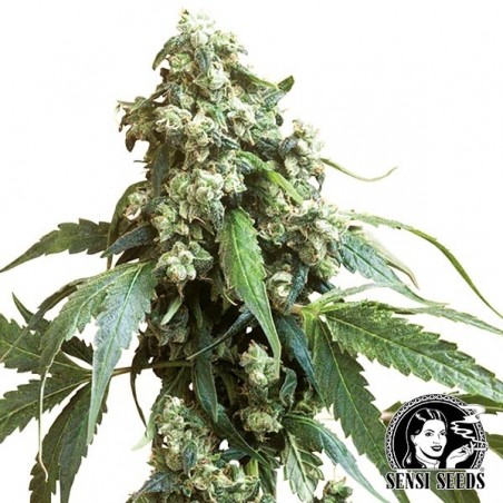 Jack Flash Regulares da Sensi Seeds - Grow Barato