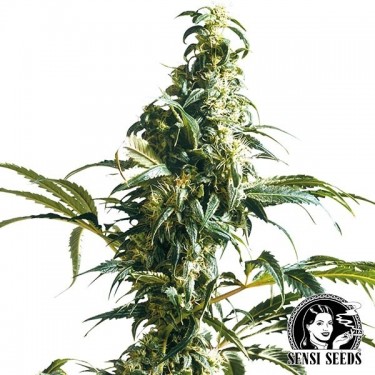 Sativa Mexicana Regular de Sensi Seeds - GB The Green Brand