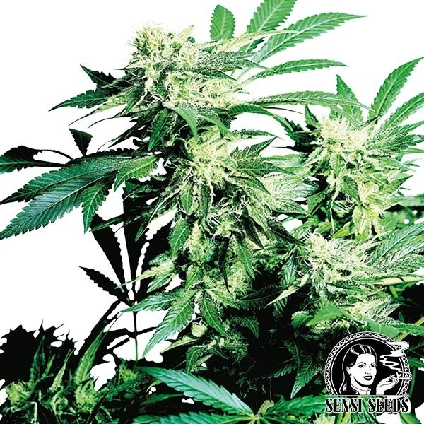 Skunk Kush Regulares por Sensi Seeds - GB The Green Brand