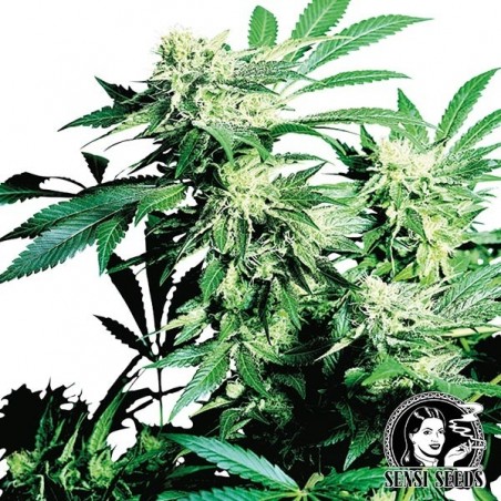 Skunk Kush regular