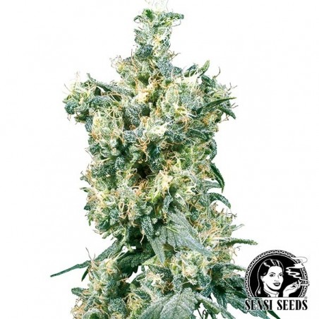 American Dream Regular de Sensi Seeds - GB The Green Brand