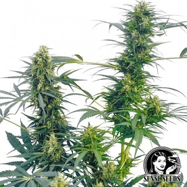 Guerrilla ́s Goto Regular de Sensi Sementes - GB The Green Brand