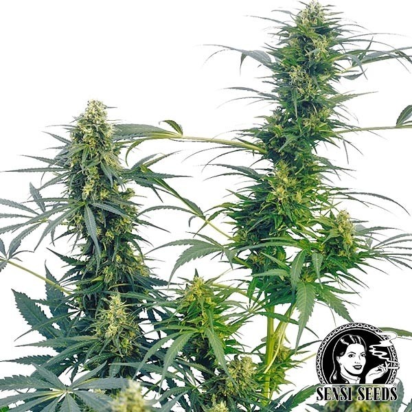 View Guerrilla ́s Goto Regular de Sensi Sementes - GB The Green Brand