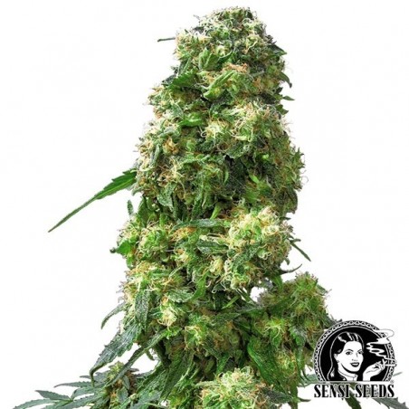 Sensi Seeds regular cedo Skunk - GB The Green Brand
