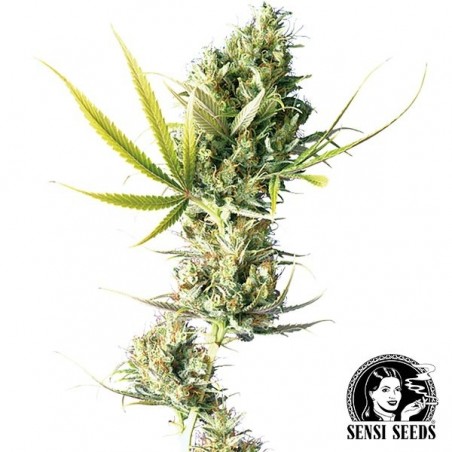 Sementes regulares de Sensi Seeds Durban - GB The Green Brand