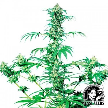 Early Girl Regular Sementes Sensi Sementes - GB The Green Brand