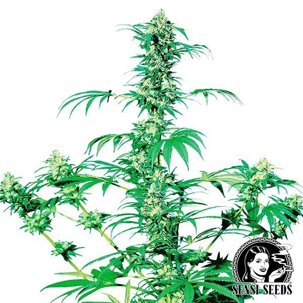 View Early Girl Regular Sementes Sensi Sementes - GB The Green Brand