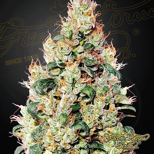 View Exodus Cheese Auto CBD