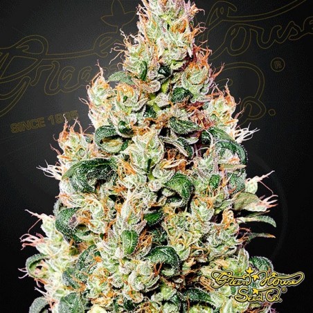 Exodus Cheese Auto CBD