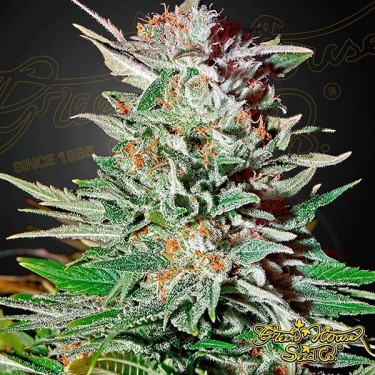 Super Lemon Haze Auto de Green House Seeds - GB The Green Brand
