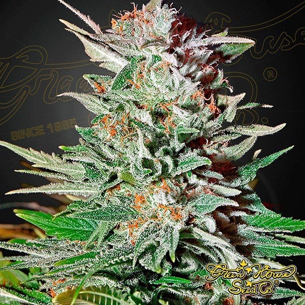 View Super Lemon Haze Auto de Green House Seeds - GB The Green Brand