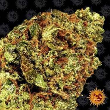 Auto Watermelon Zkittlez de Barney's Farm - GB The Green Brand