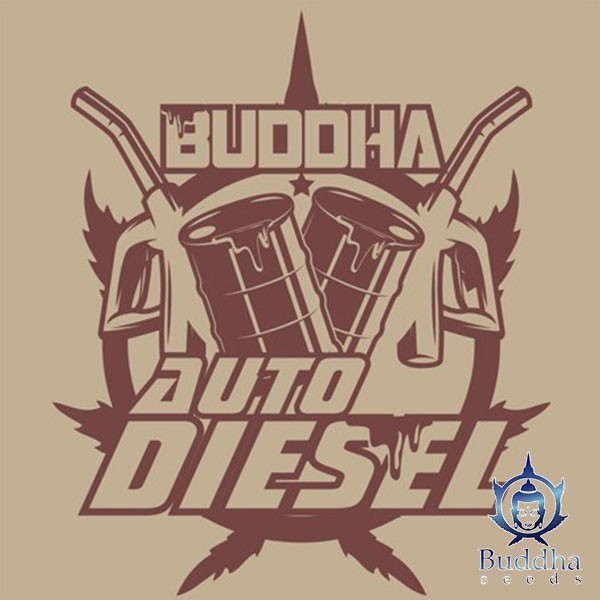 View Buddha Seeds Auto Diesel - GB The Green Brand